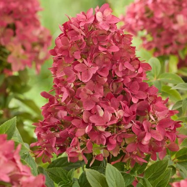 Hydrangea Groundbreaker Greeny (7)